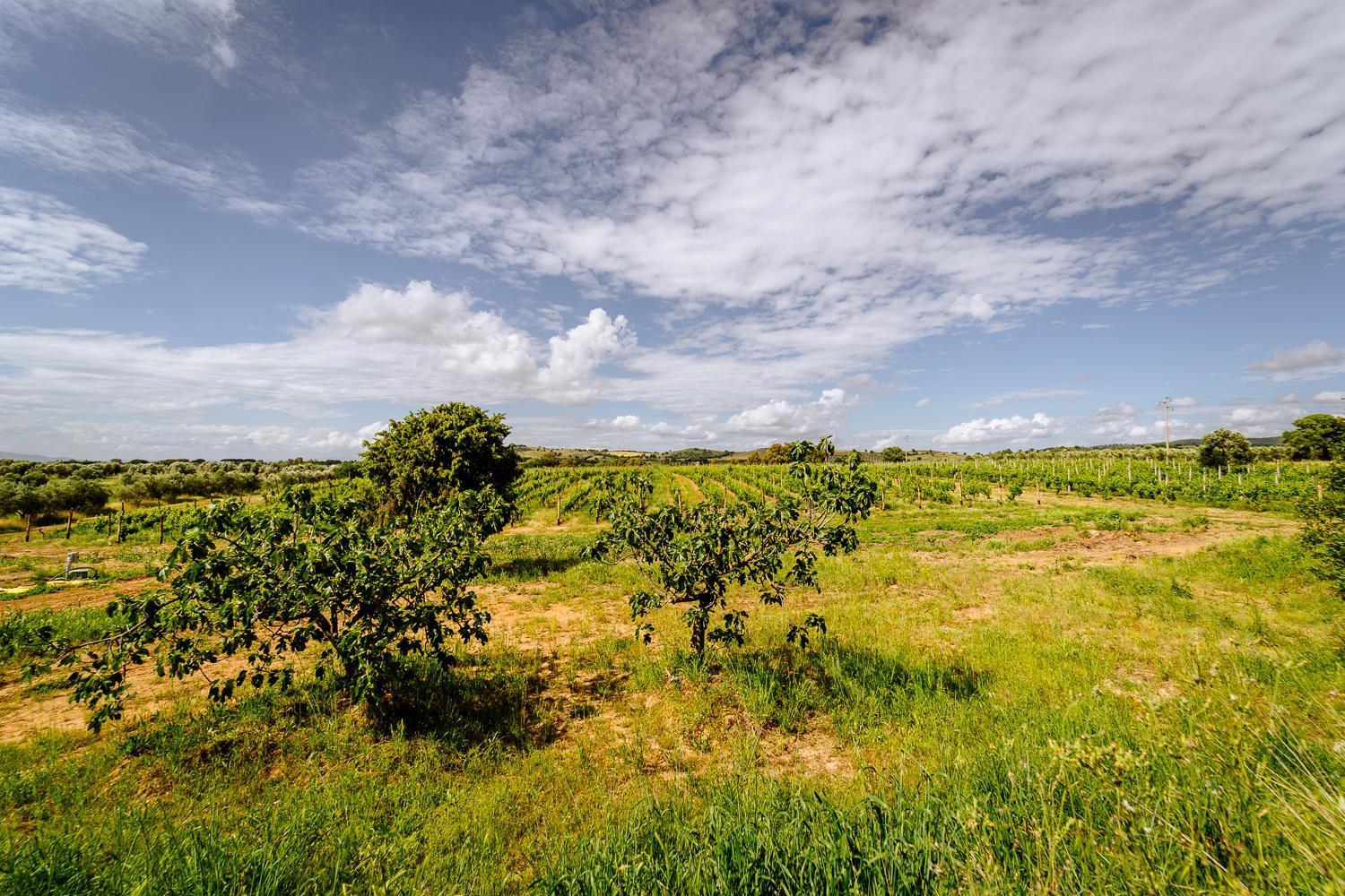 אלברזה Agriturismo Bio Podere 109 - Wine&Food מראה חיצוני תמונה
